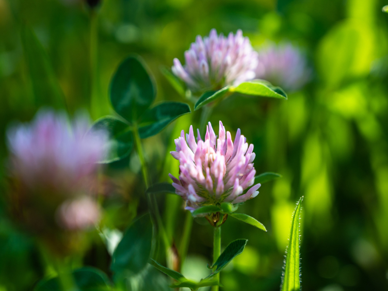 red clover